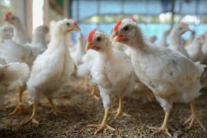 ฝันว่าเห็นไก่มีคำทำนายว่าอย่างไร-พร้อมเลขเด็ดและคำแนะนำในการใช้ชีวิต